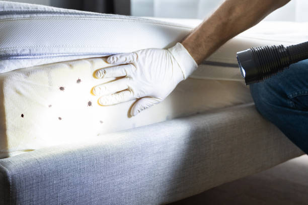 Insect Control in Brewster Heights, NY